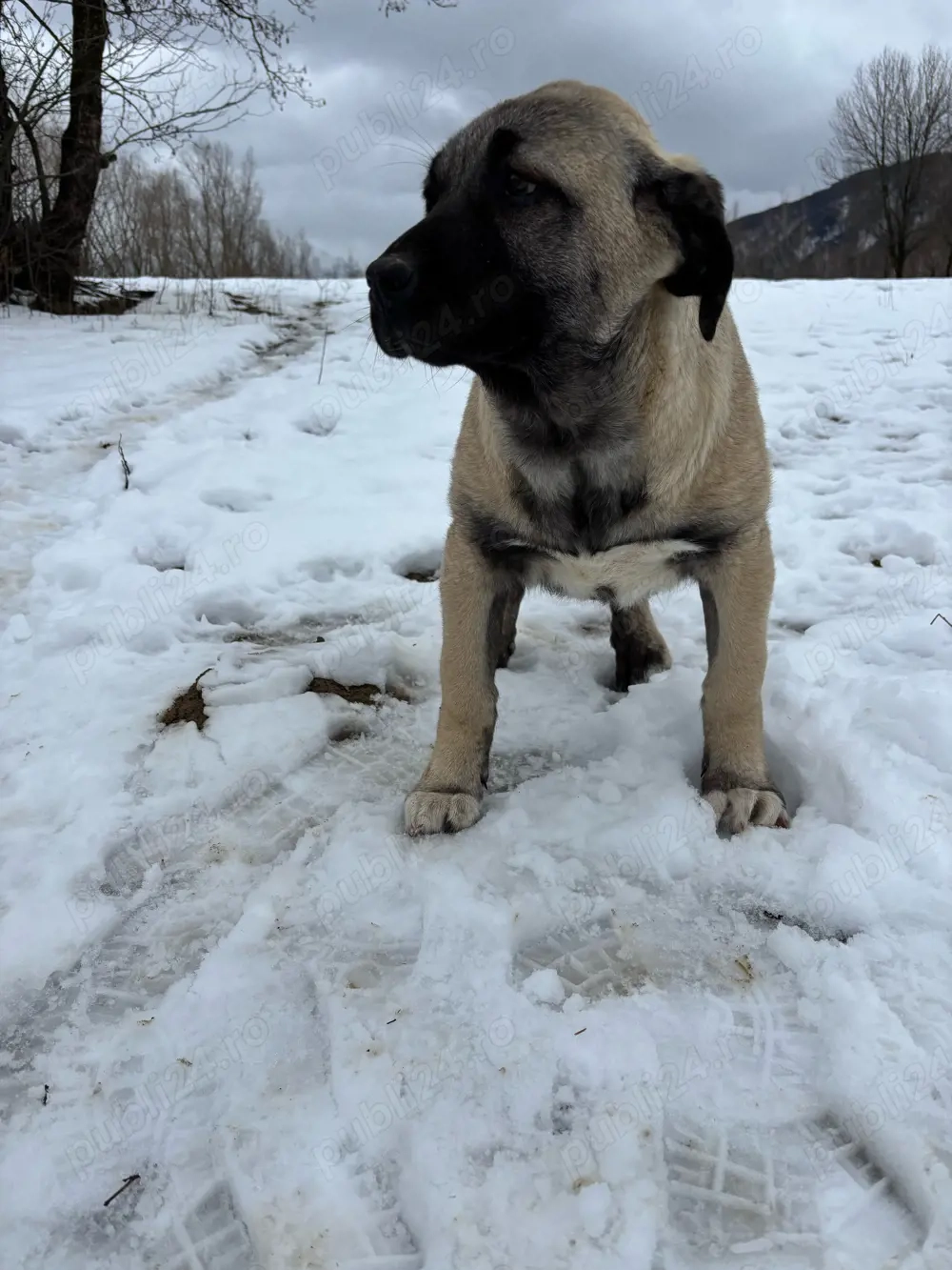 căței kangal malakli cu pedigree FCI 