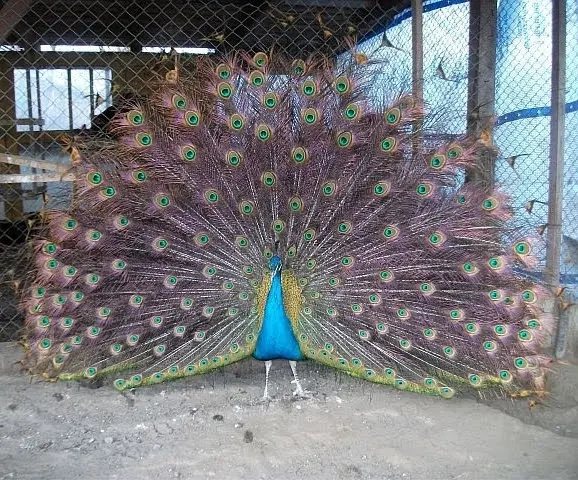 Vînd păuni tineret și maturi