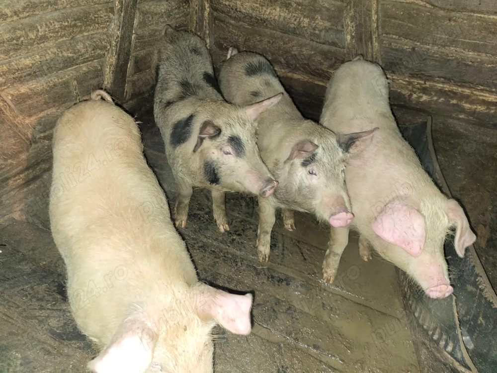 Vand purcei soldați din toamna