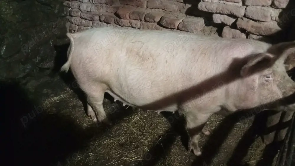 Vind scroafa sau schimb cu capre 