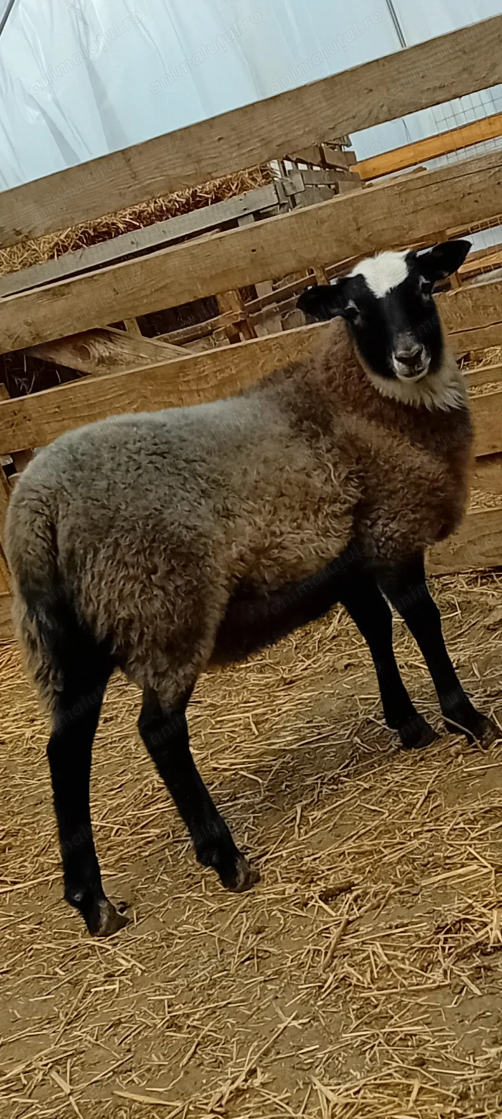 Vând zece oi  și mioare Romanov gestante