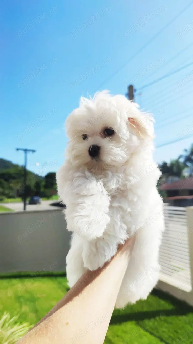 pui deosebit bichon maltez mini toy 