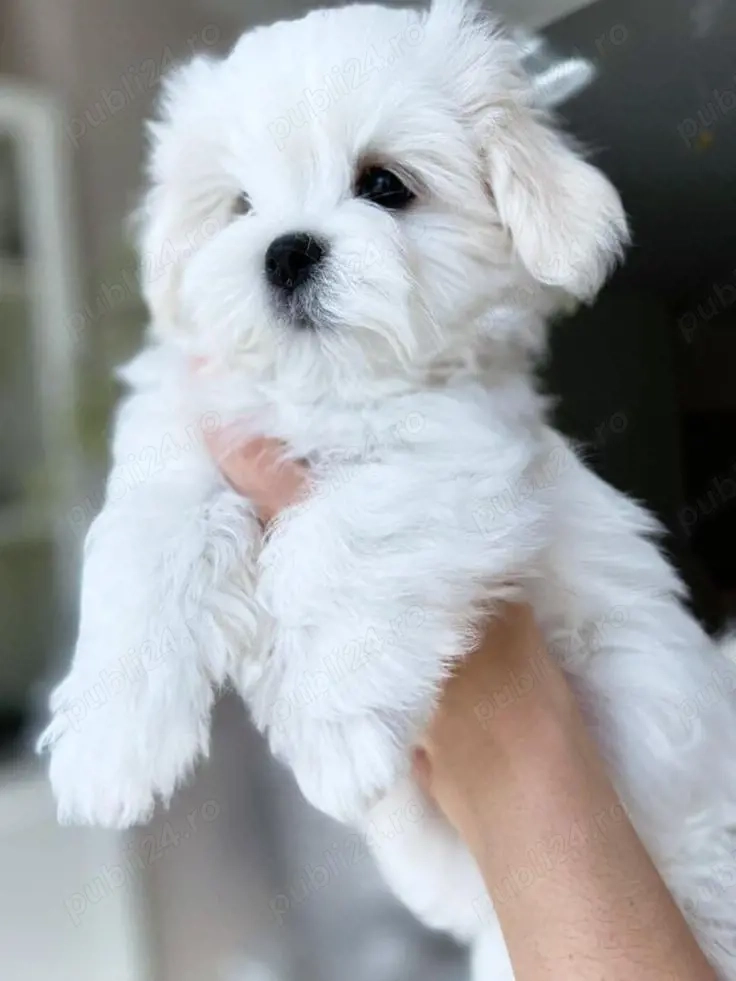 bichon maltez mini toy alb 