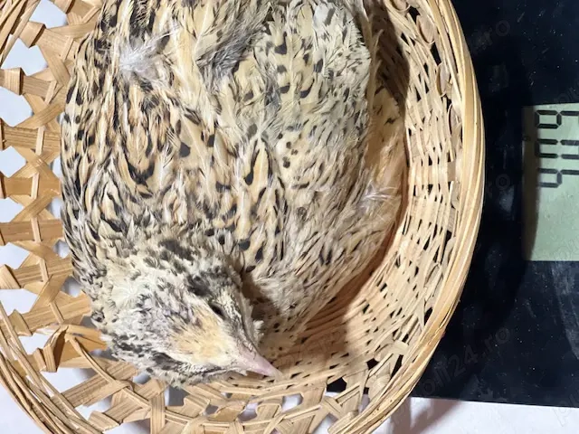 Vand prepelite rasa mixta (4 varietati de culoare) crescute si furajate corespunzator