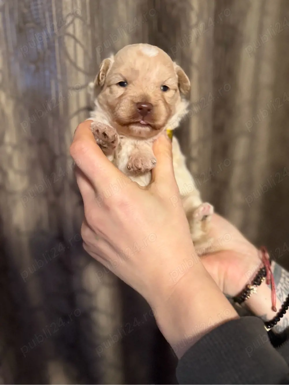 vand baieti pudel toy