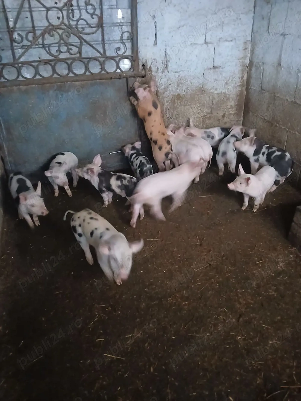 Purcei 7 saptamani landrace pietrean