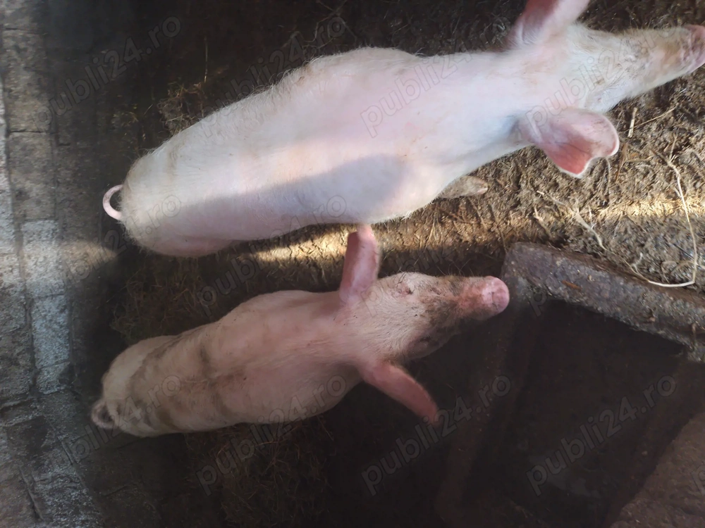 Vand porci romanesti