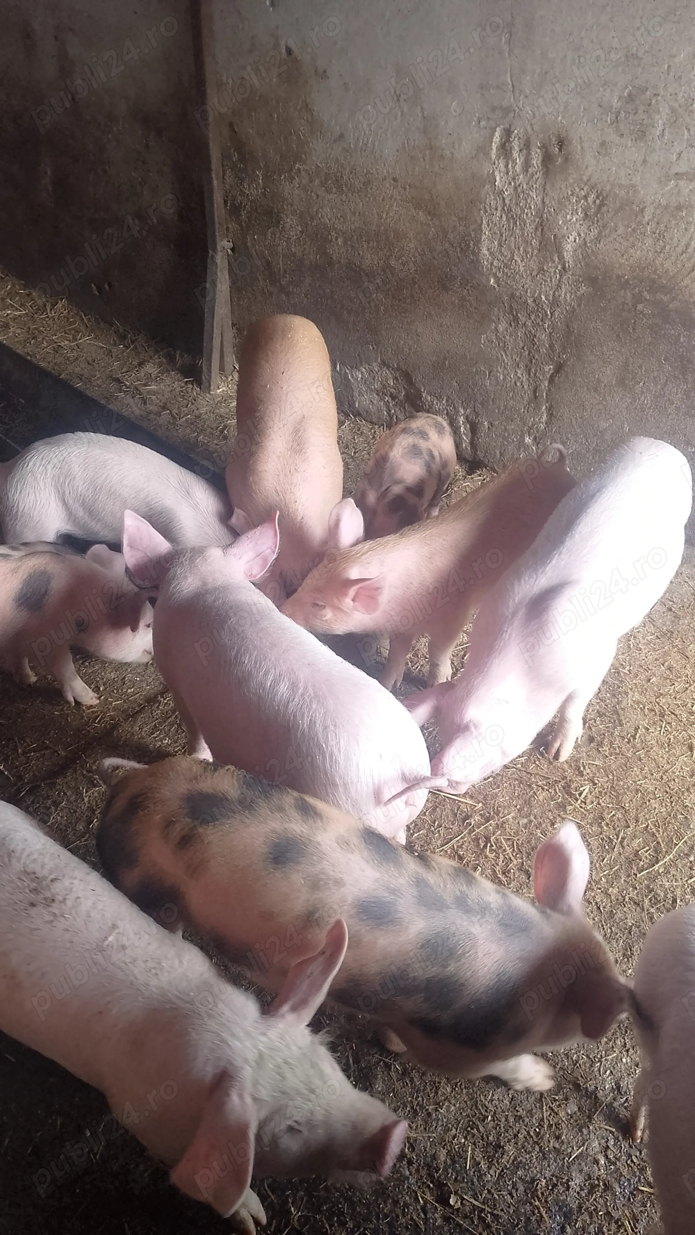 Purcei șoldani 280 lei bucata