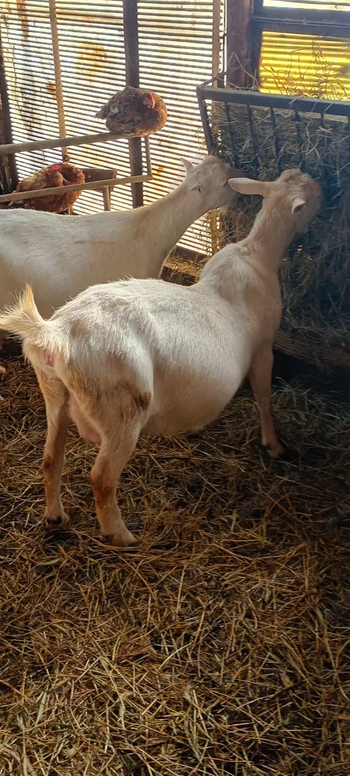 Capre Saanen  și metis gestante 