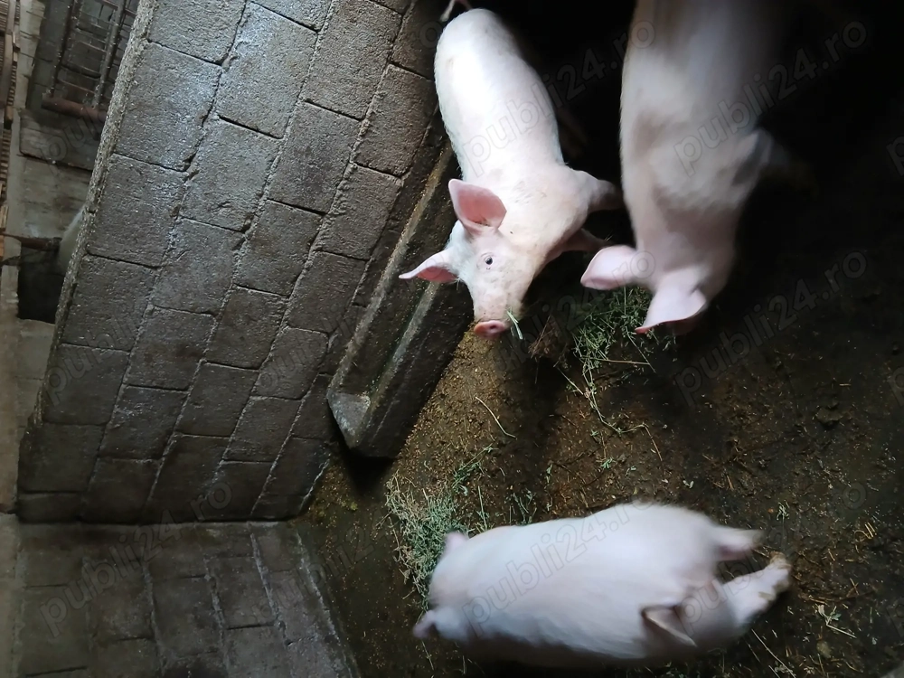 Vand 3 pucei de 4 luni