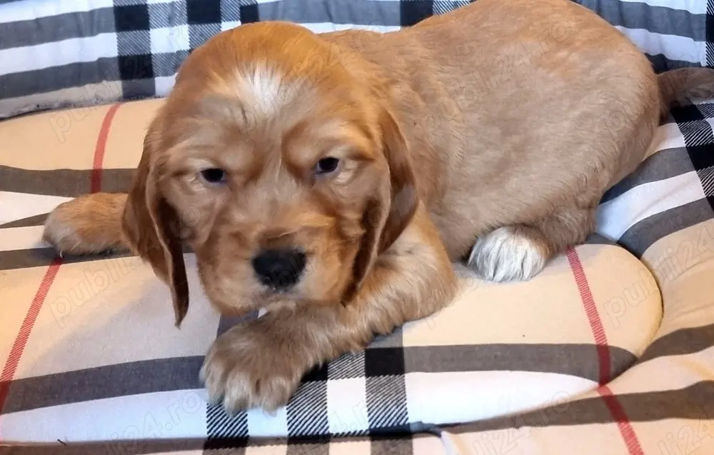 Coker spaniel își cauta stăpân 