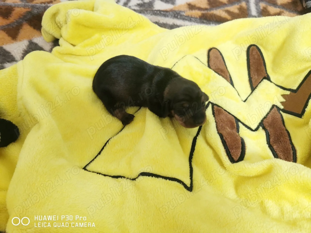 Vand catel teckel pitic