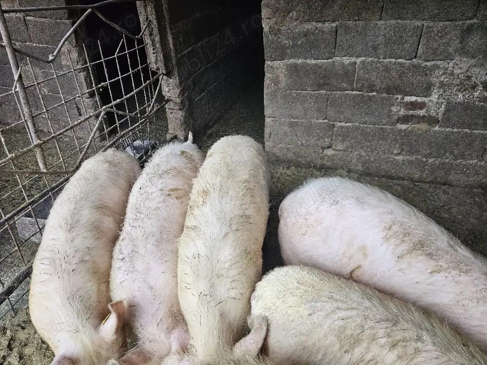 Vand soldani +50kg landras