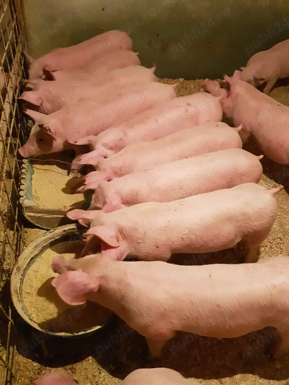 Purcei rasa de carne