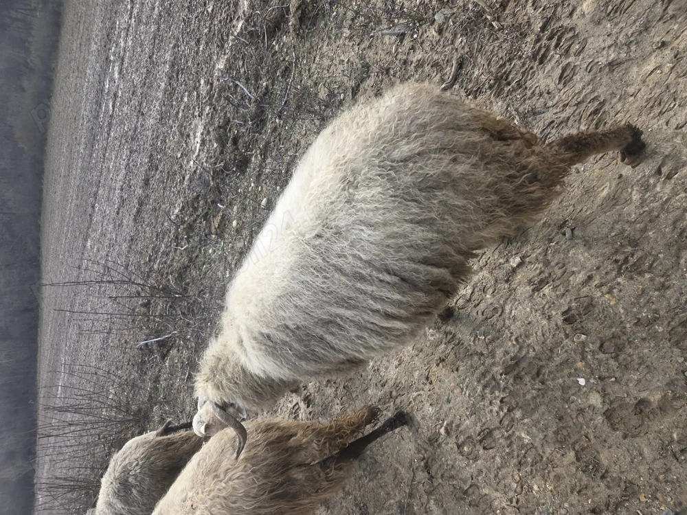 Doua oi de vanzare gestanta