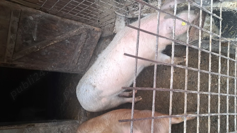 Scrofițe pentru reproducție