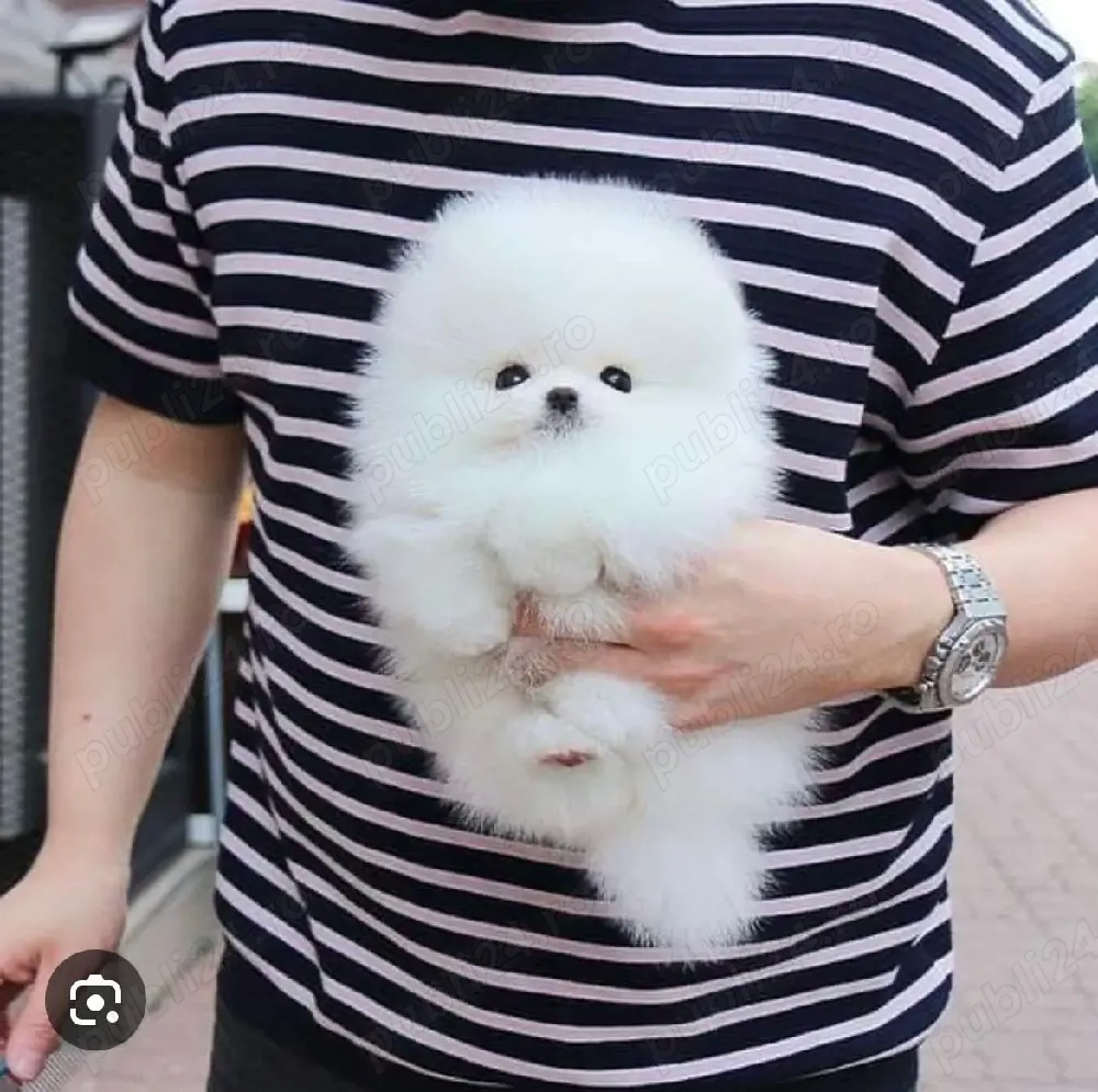 Hrana+LIVRARE GRATUITA la Bucuresti-Pomeranian cu Factura,carnet de sanatate, microcip,vaccin