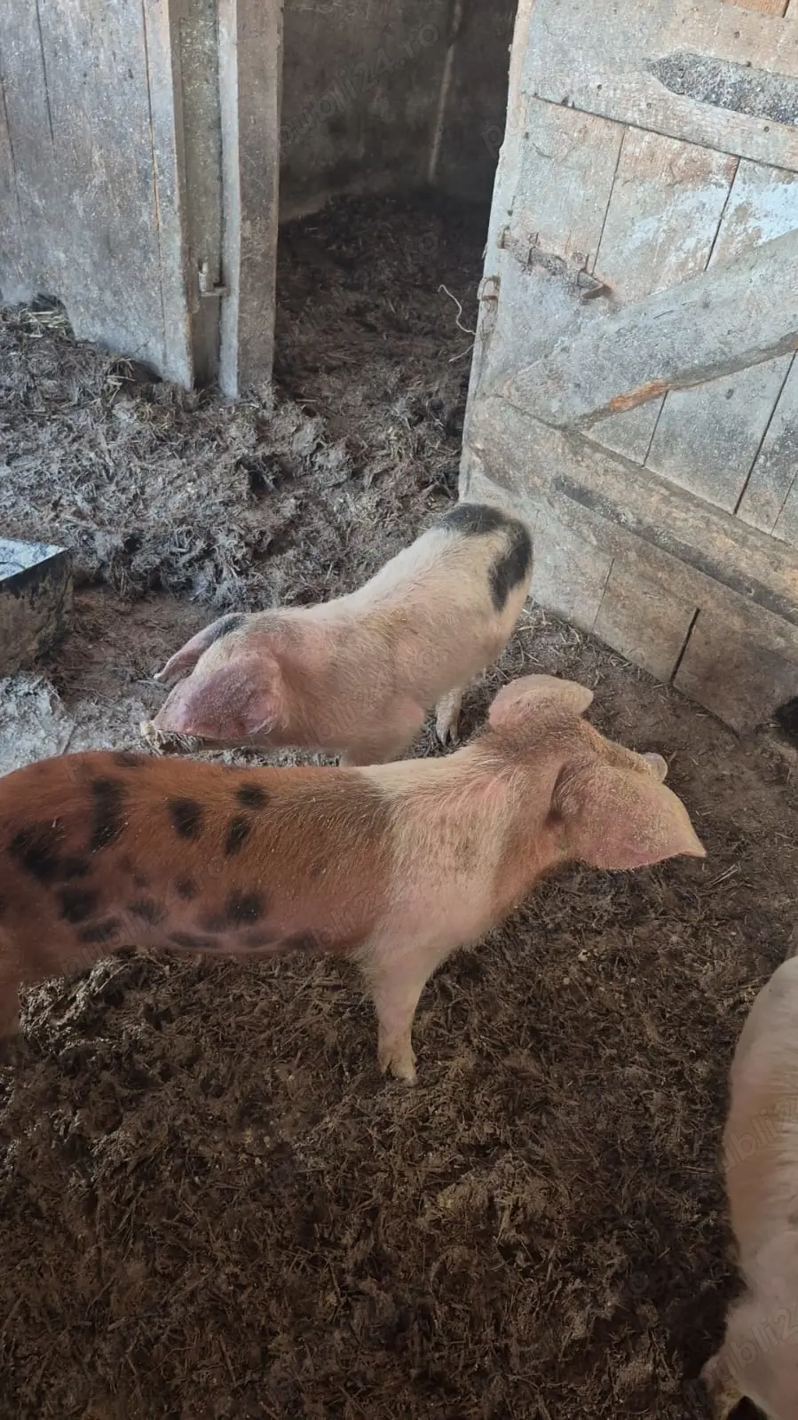 Vând sau schimb  doi purcei ambi masculi schimb cu o purcea și un purcel