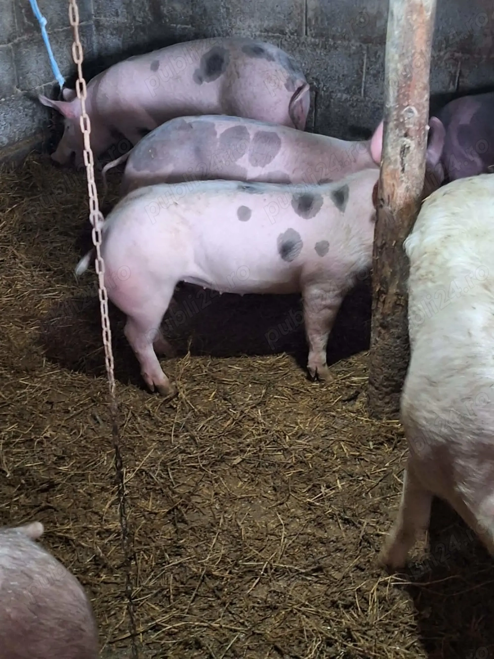 Porci disponibili 