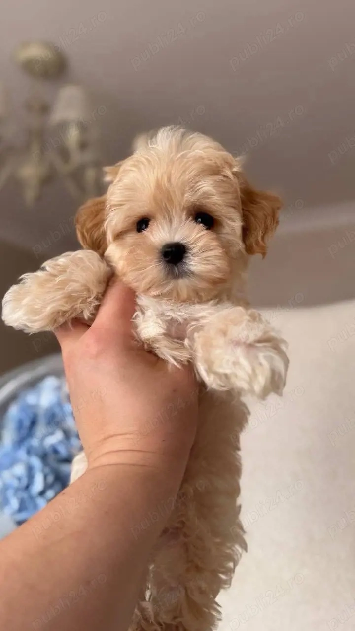 Maltipoo Toy ,Exemplare desoebite ! 