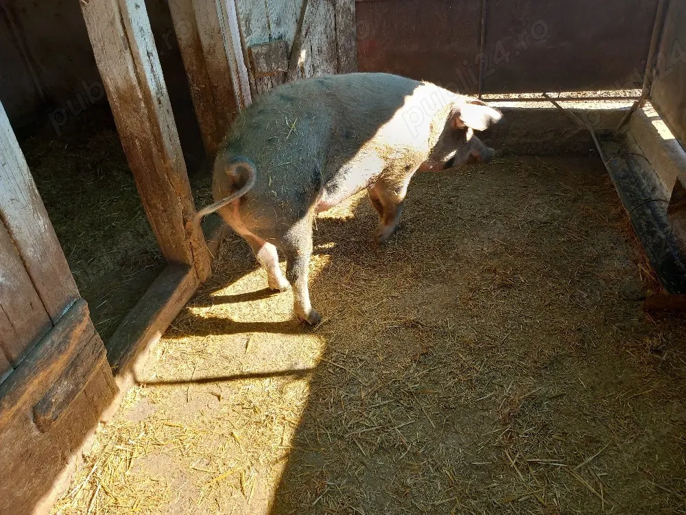 vand porc  de  sacrificat