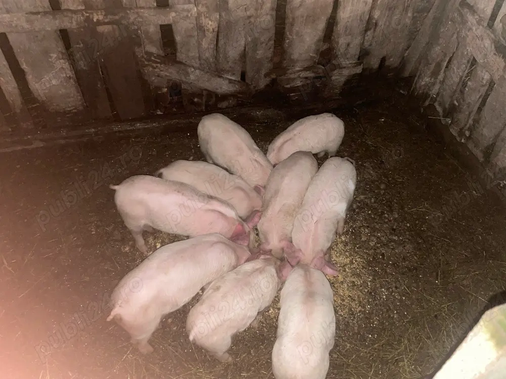 de vanzere purcei 8 saptamani 7 mascul si 2 femei