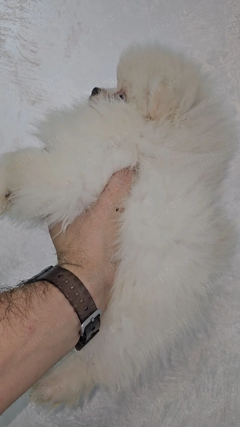 Se ofera catel pomeranian talie foarte mica