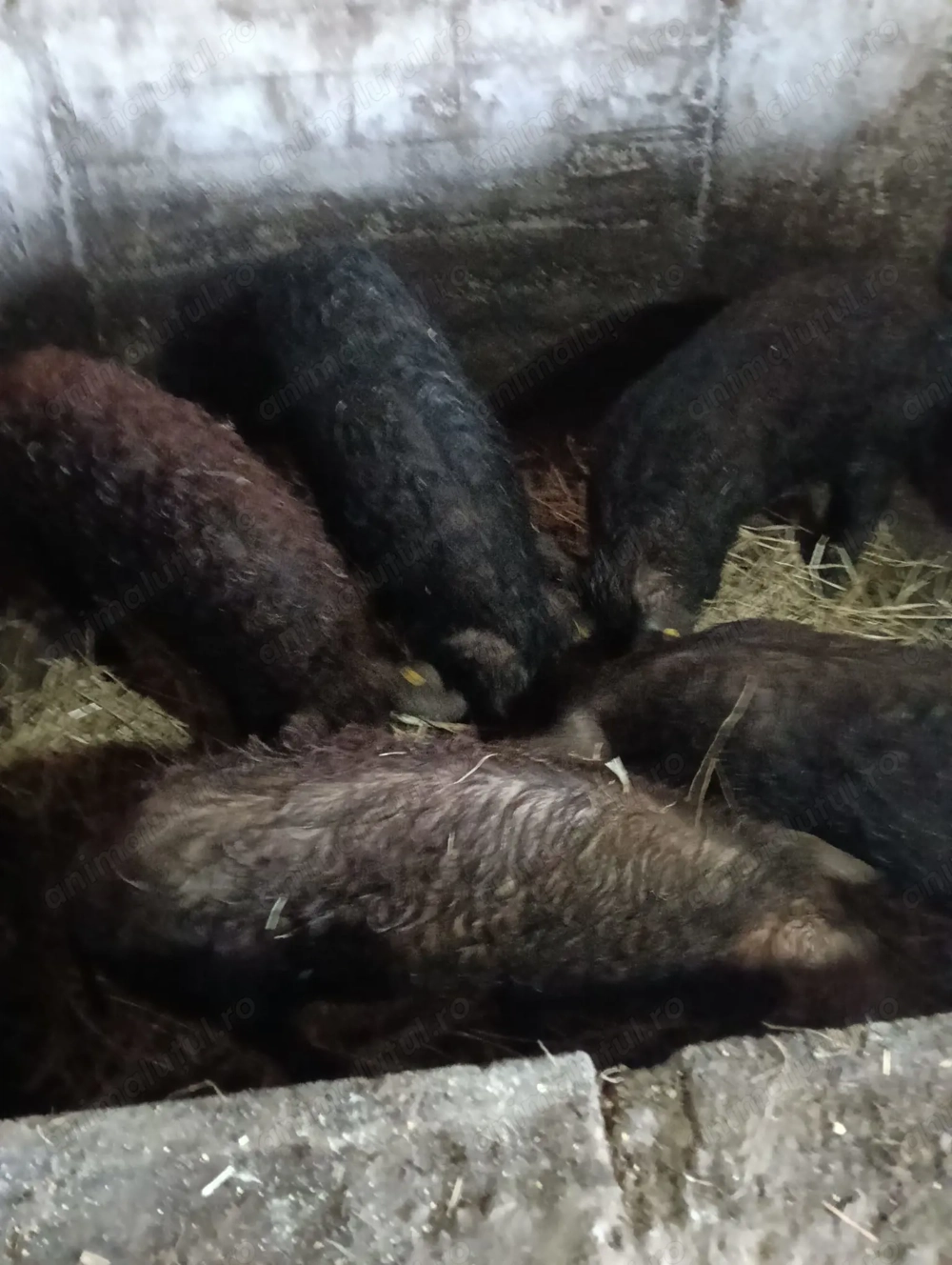 Dau frumuseți sănătoși mancaciosii crescuți bio rase managalita duroc marele alb pietrean 