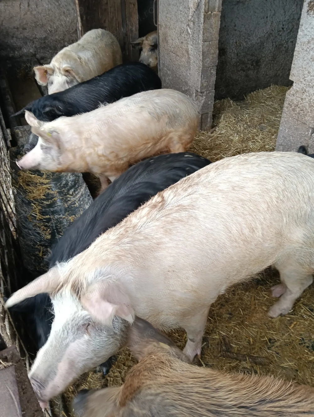 Dau porcii mici mijlocii mari și scroafe și vier rase marele alb pietrean managalita duroc preț bun 