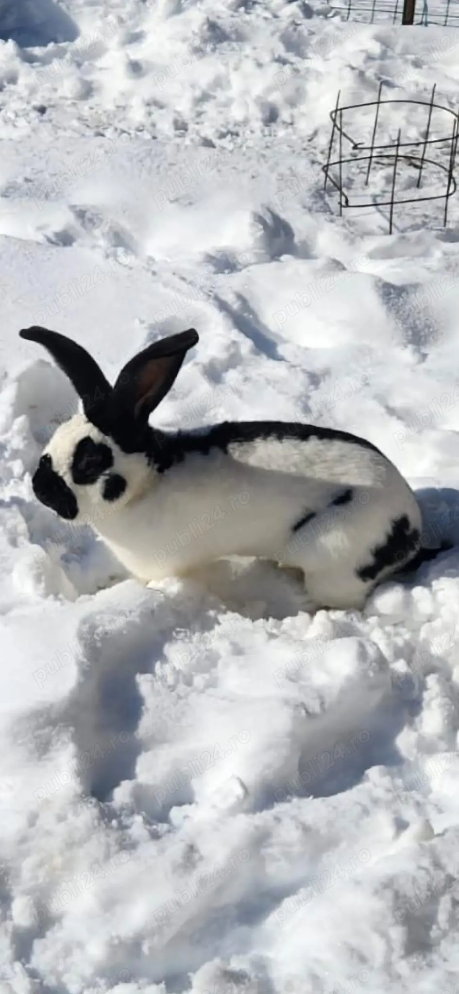 Iepurasi rasa fluture german 