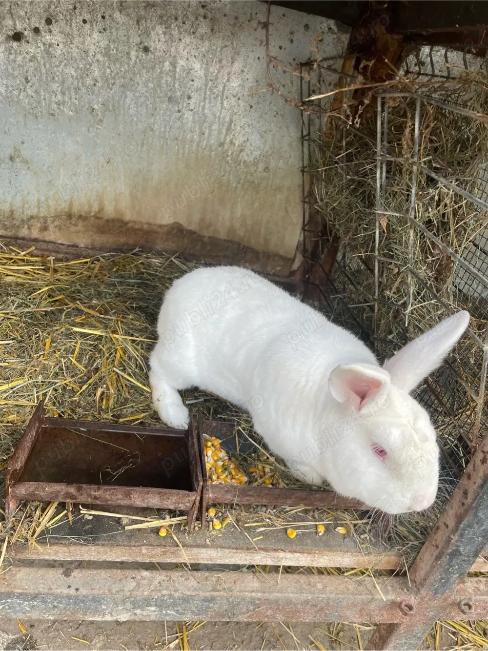 vand 2 masculi de hycole francez 