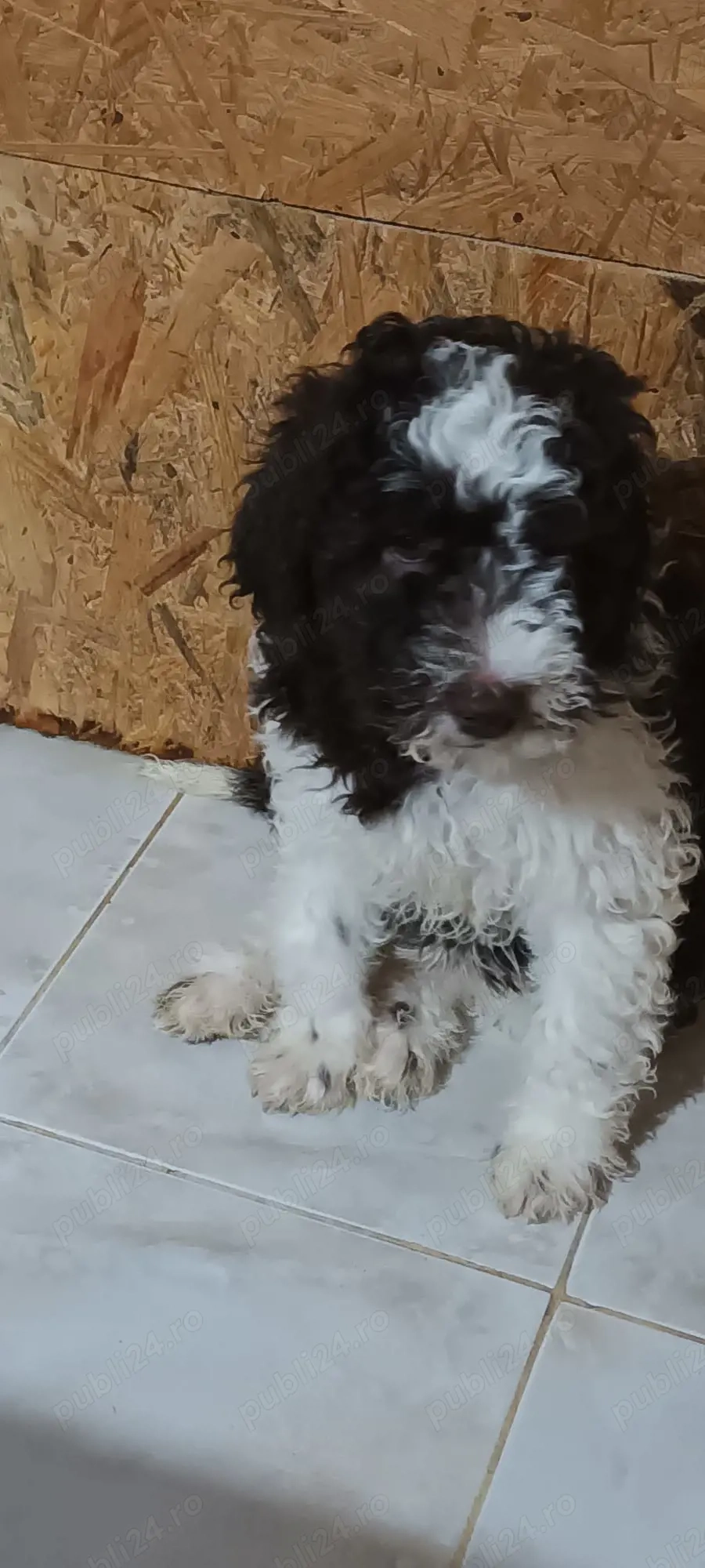 vand catelusa 4 luni rasa lagotto romagnilio din parinti cu pedigree