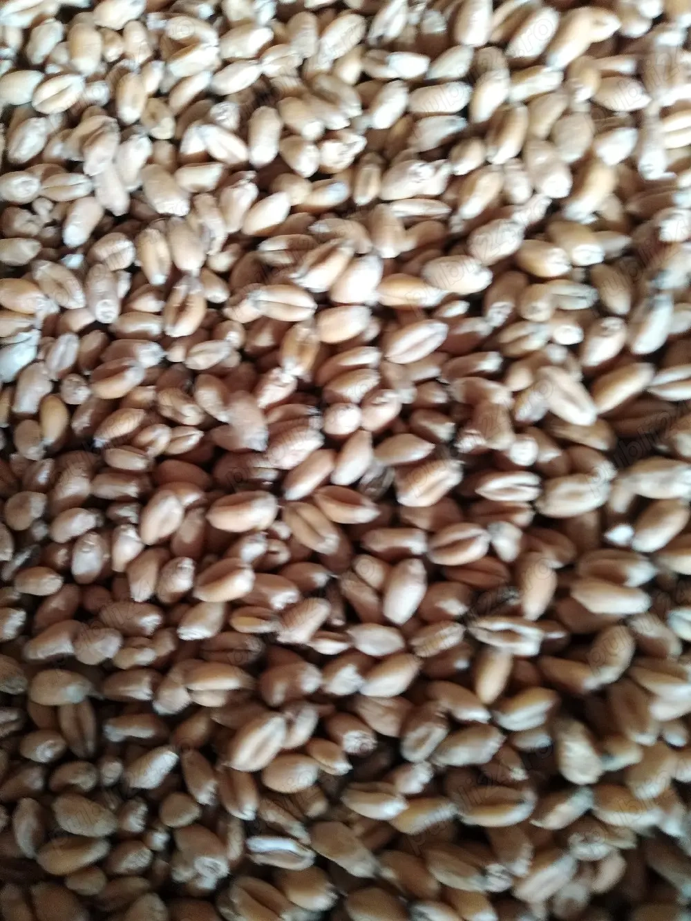 vind griu de calitate. 