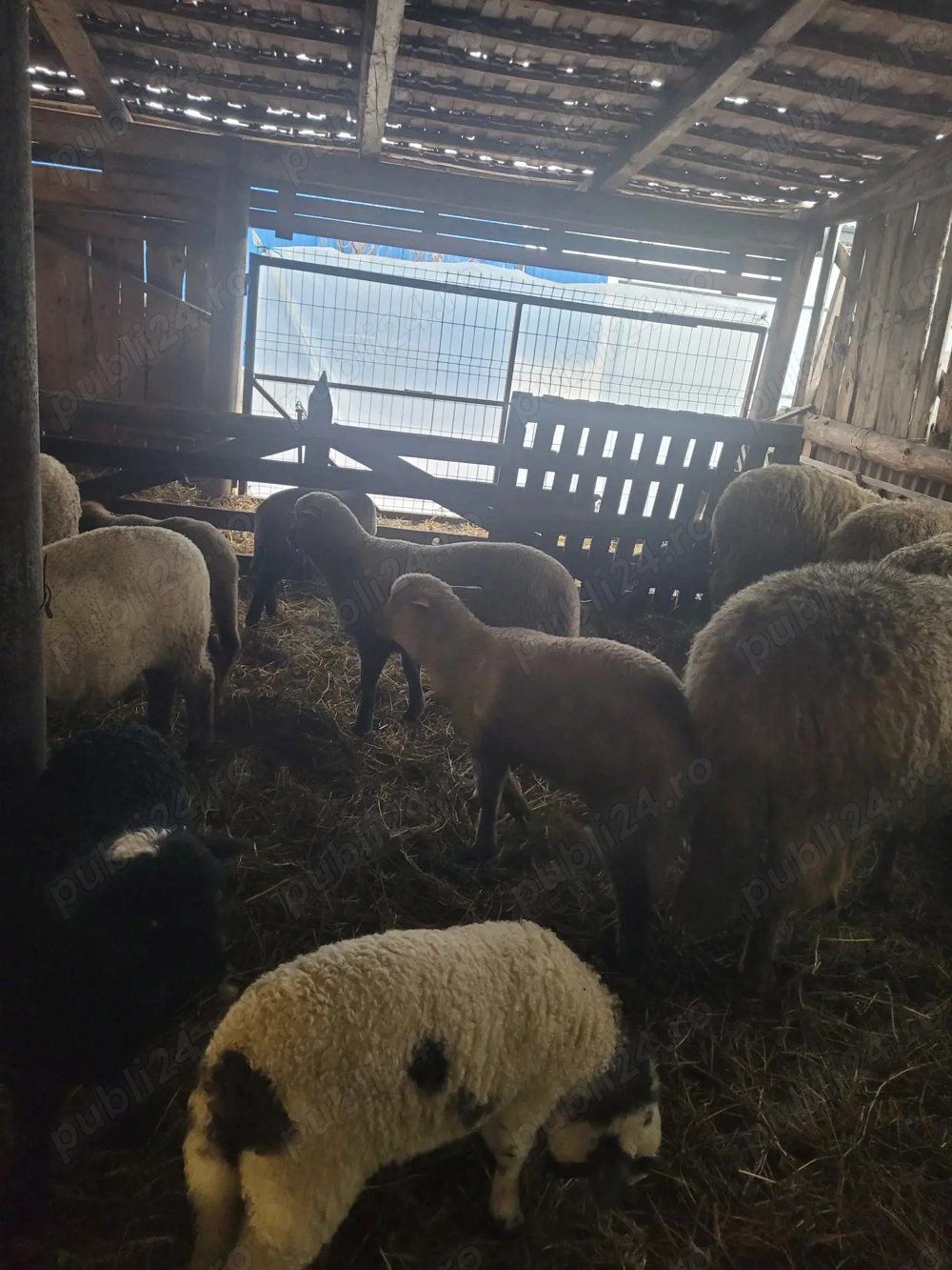 Vand miei cu greutatea între 20-35 kg