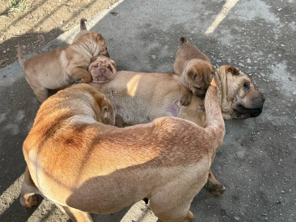 Puiuți de shar pei 