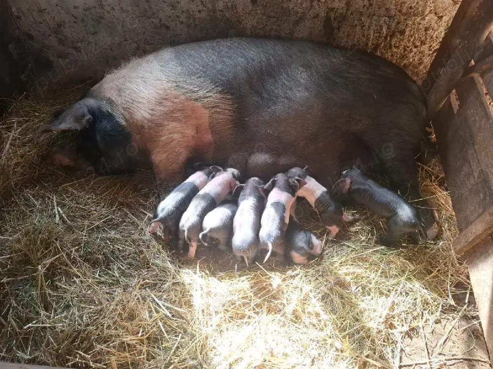 vând scroafă fatata.