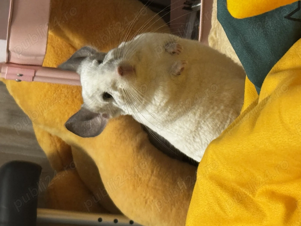 Sinsila mascul + tot ce are nevoie 