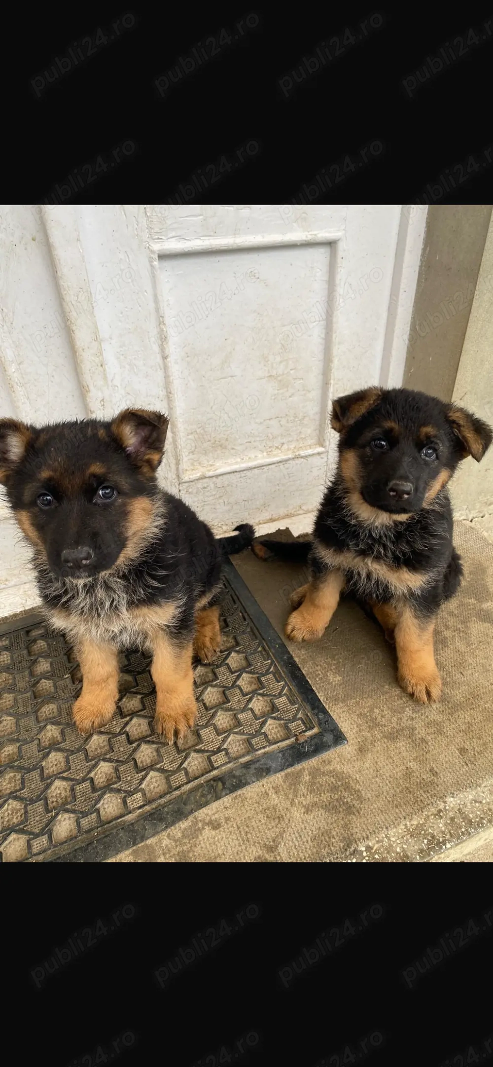 Cățeluș și cățelușa  de vanzare