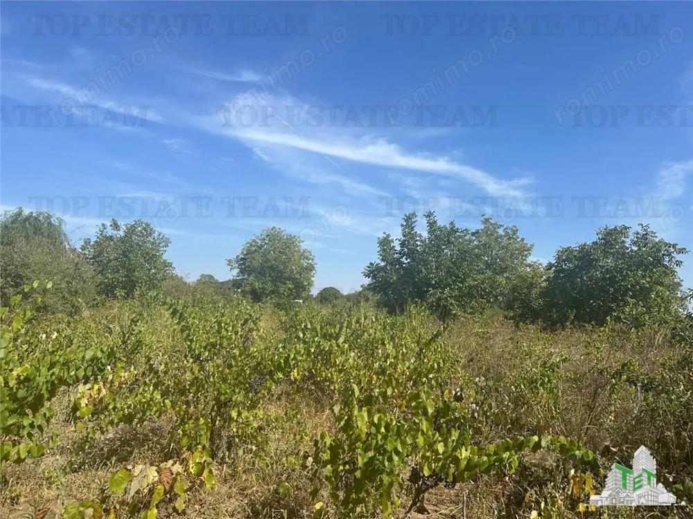 Vanzare teren intravilan construibil 1042 mp, in Ilfov-Branesti,ideal rezidenta sau investitie