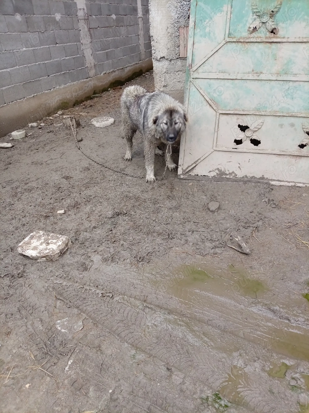 Vând cățea de 9 luni