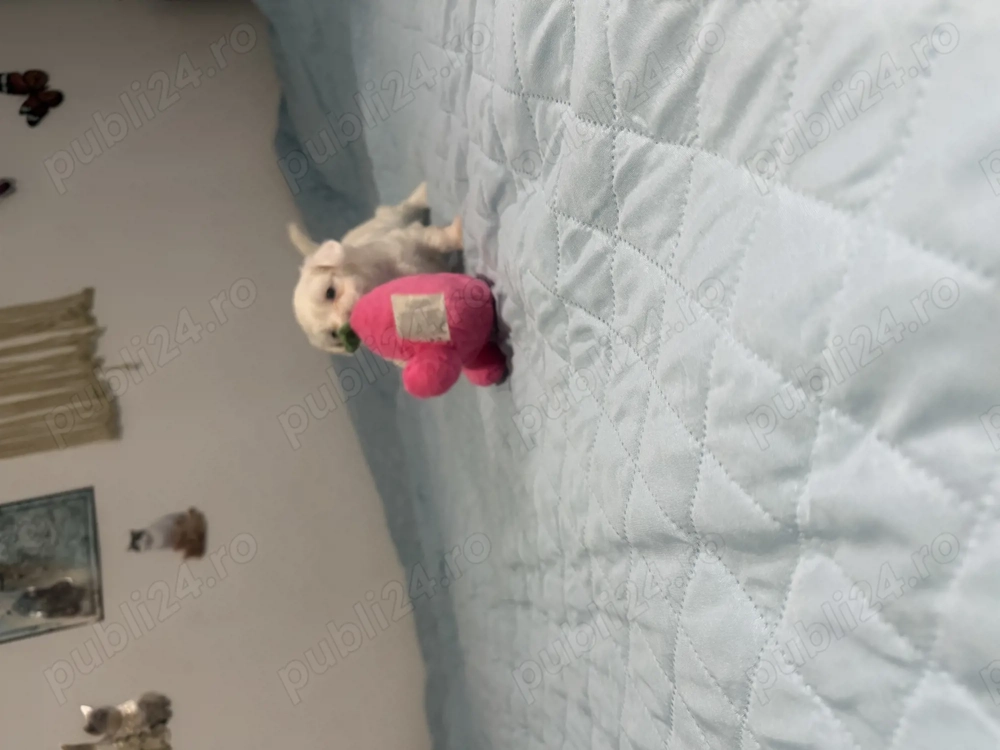 Bichon maltez, pui, fetita in varsta de 5 saptamani