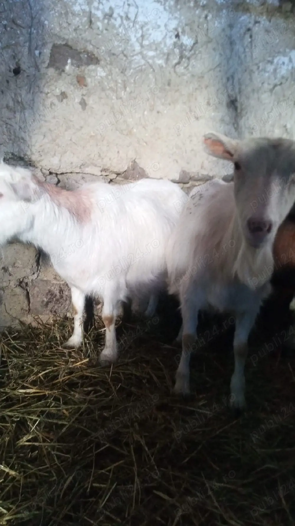 Vând capre 3 fătate și 5 depuse 