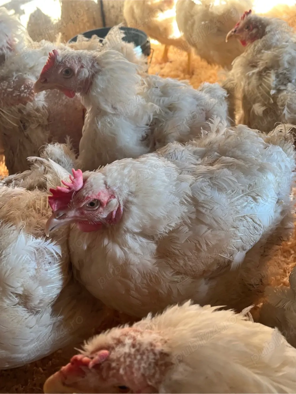 Cocoși și găini pentru sacrificat