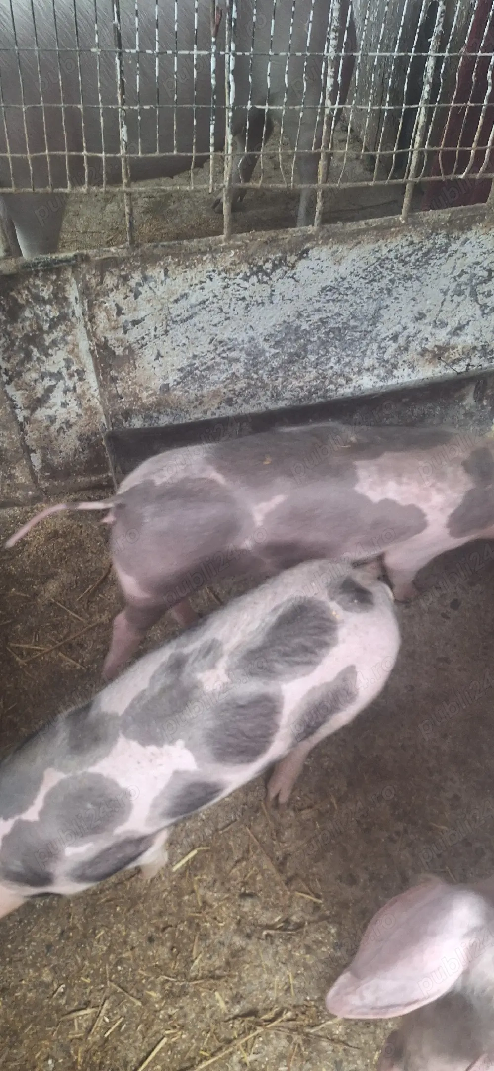 Se vinde doi suldani petrani 1 mascul si o femela