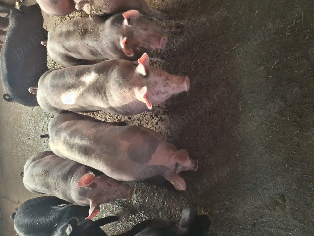 Scrofite pt prasala..