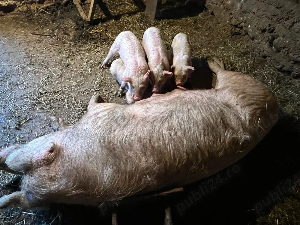 vand scroafa cu purcei 