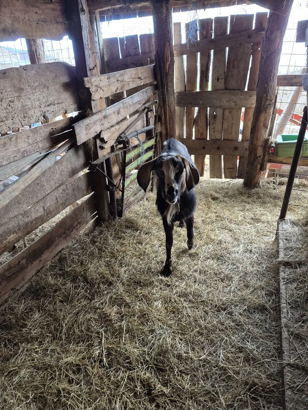 vând tap anglo nubian