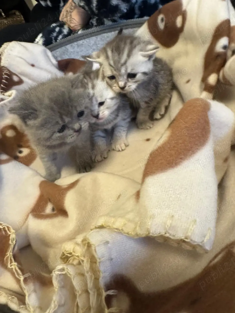 british silver toddy&chinchila