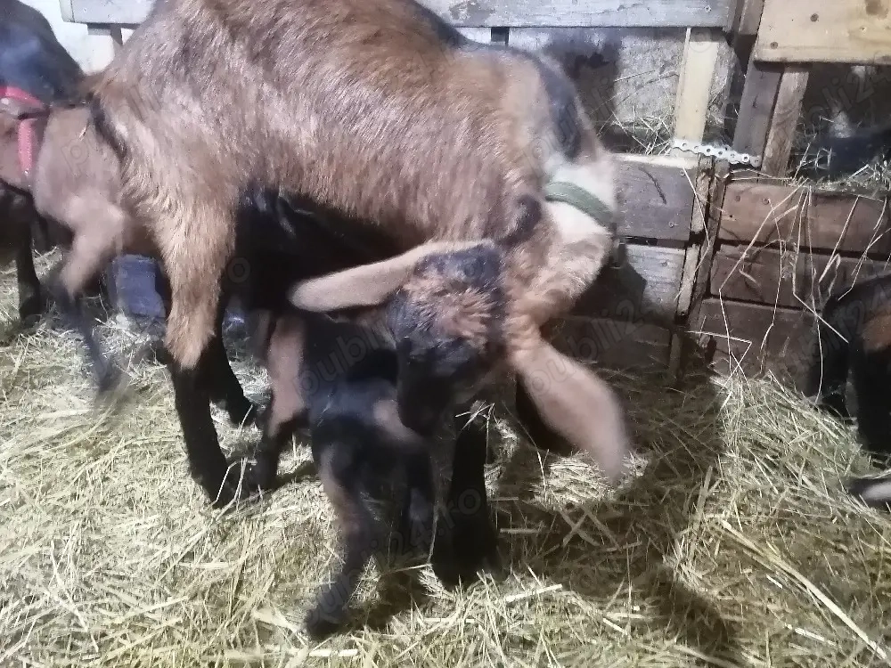 Capră la prima fătare cu țapisor și ieduță