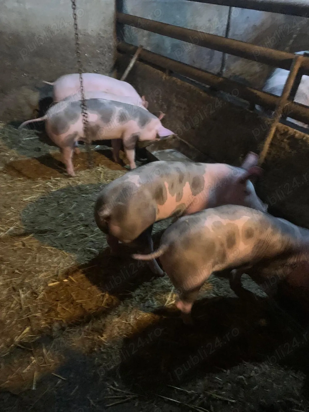 Purcei 4 luni Pietrain 